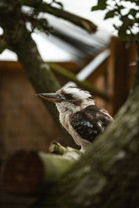 Close-up of bird perching on tree