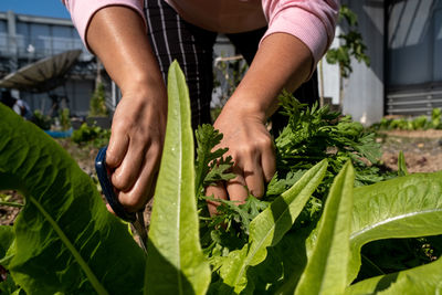 Midsection of woman holding plant