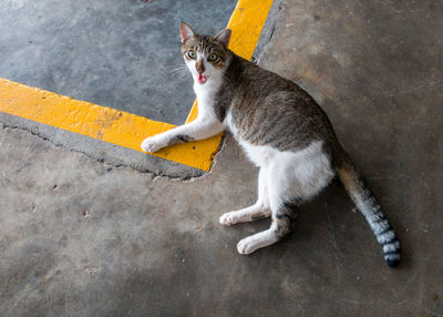 Portrait of cat looking away