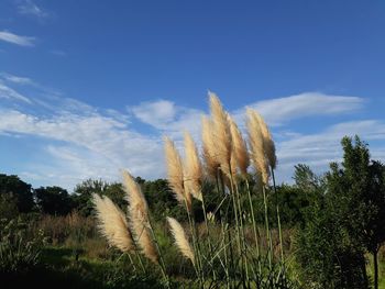 Plants growing on field against blue sky