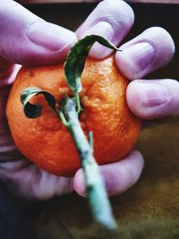 Close-up of hand holding fruit