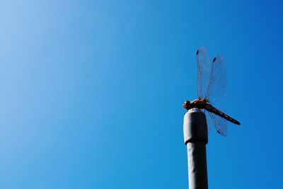 Low angle view of dragonfly against blue sky