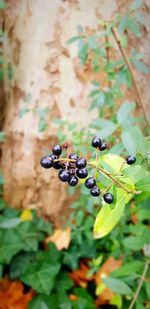 Close-up of berries growing on plant