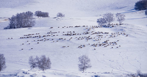 Birds flying over snow covered landscape