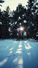 Trees against sky during winter