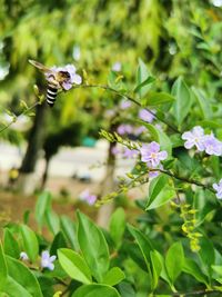 Butterfly pollinating on flower