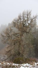 Bare trees against sky during winter