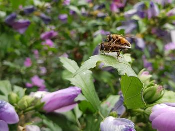 Close-up of bee pollinating on purple flower