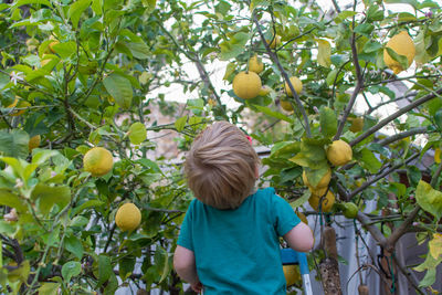 Rear view of toddler looking up at lemon tree