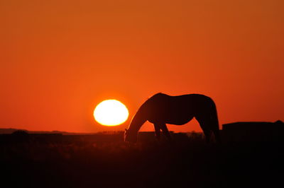 Silhouette of horse grazing at sunset