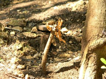 Close-up of lizard on ground