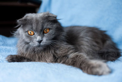 Close-up portrait of a cat