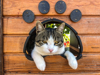 Close-up of a cat lying on wood