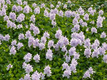 Close-up of white flowering plants on field