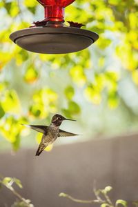 Hummingbird feeding  the only bird that can fly backwards. 