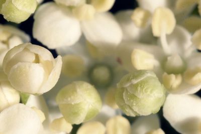 Full frame shot of flowers