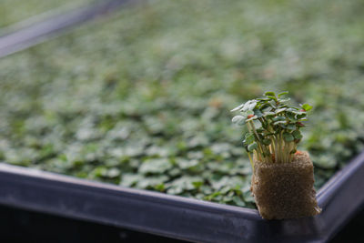 Close-up of potted plant