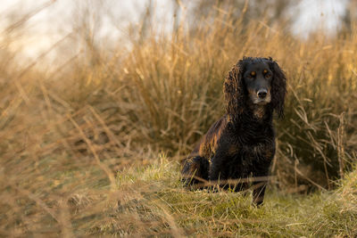 Dog in a field