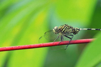 Close-up of insect on leaf