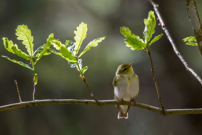 Close-up of bird perching on branch