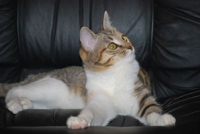 Cat sitting on sofa