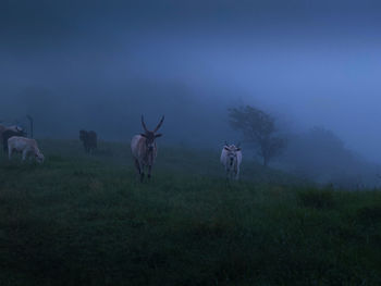 Goats on grassy field