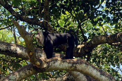 Low angle view of monkey on tree in forest