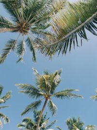 Low angle view of palm tree against sky