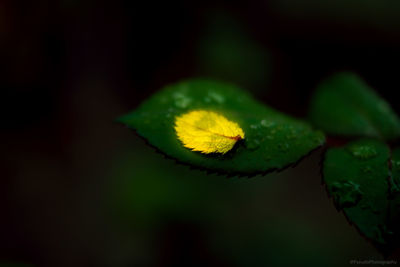 Close-up of wet yellow flower