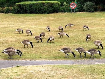 Flock of birds on grass