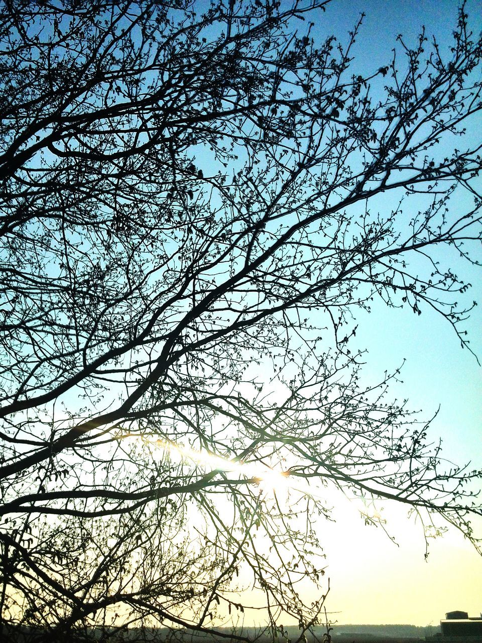 tree, branch, low angle view, bare tree, silhouette, sky, nature, tranquility, beauty in nature, clear sky, scenics, growth, outdoors, sunlight, no people, tranquil scene, sunset, blue, day, tree trunk