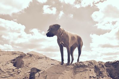 Dog standing on rock against sky