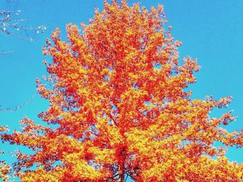 Low angle view of trees against blue sky