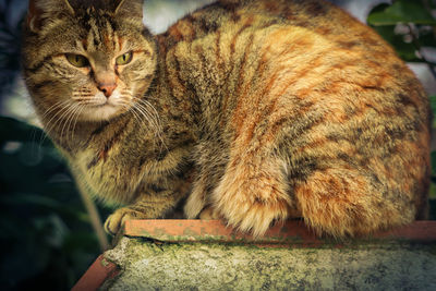 Close-up portrait of a cat