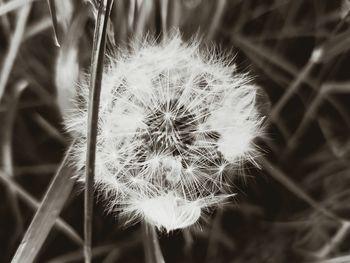 Close-up of dandelion flower