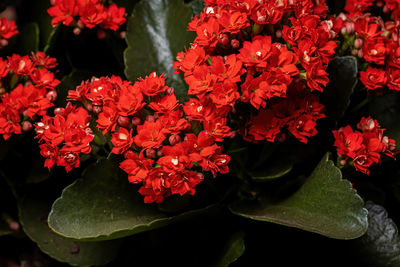 Close-up of red flowering plants