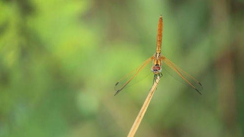 Close-up of dragonfly on plant