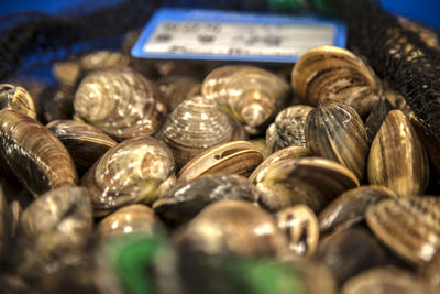 Clams at market for sale