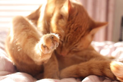 Close-up of kitten sleeping at home