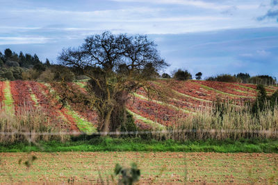 Scenic view of agricultural field against sky