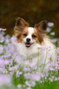 Close-up of dog with flowers