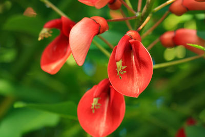 Close-up of red flowering plant