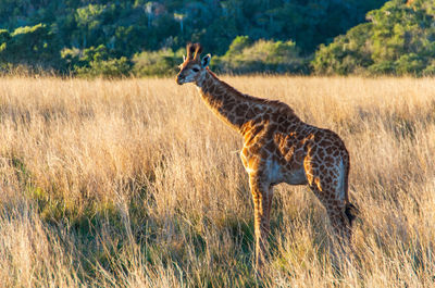 Side view of giraffe standing on landscape