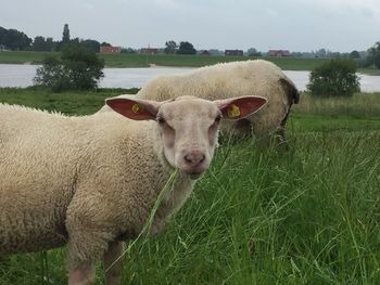 Portrait of cow standing on field against sky