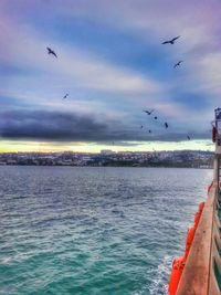 Seagull flying over sea