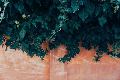 Plants growing over wall