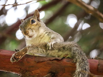 Low angle view of squirrel on tree