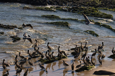 High angle view of birds on beach