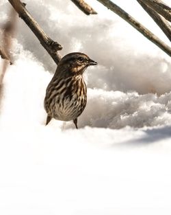 Close-up of bird perching on snow