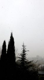 Trees against clear sky during winter